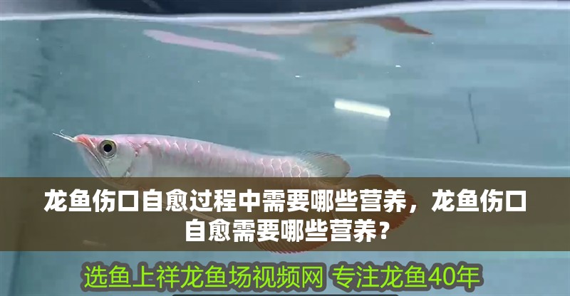 龍魚傷口自愈過程中需要哪些營養，龍魚傷口自愈需要哪些營養？