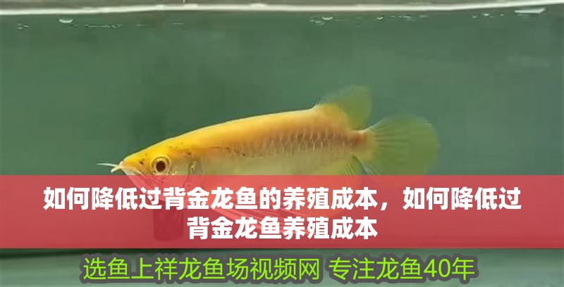 如何降低過(guò)背金龍魚的養(yǎng)殖成本，如何降低過(guò)背金龍魚養(yǎng)殖成本