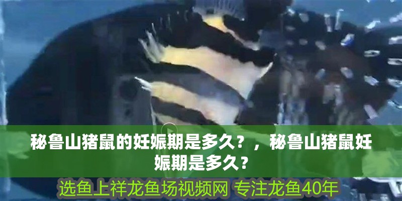 秘魯山豬鼠的妊娠期是多久？，秘魯山豬鼠妊娠期是多久？