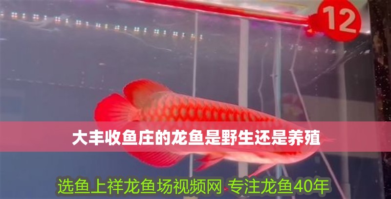 大豐收魚莊的龍魚是野生還是養殖