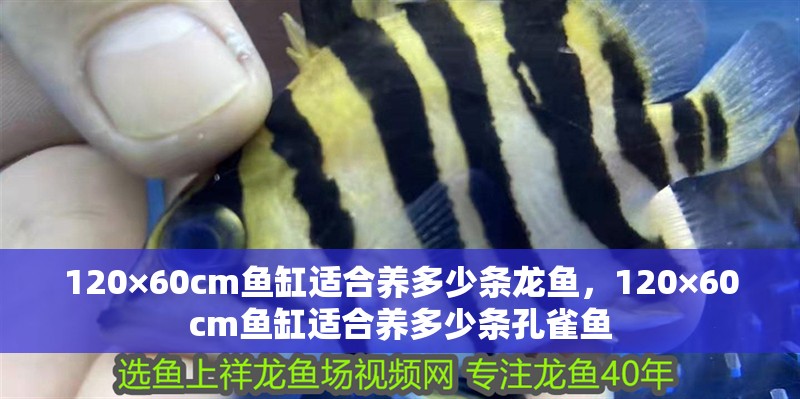 120×60cm魚缸適合養多少條龍魚，120×60cm魚缸適合養多少條孔雀魚