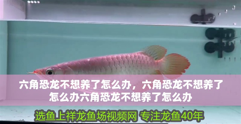六角恐龍不想養(yǎng)了怎么辦，六角恐龍不想養(yǎng)了怎么辦六角恐龍不想養(yǎng)了怎么辦