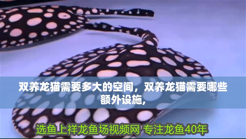 雙養(yǎng)龍貓需要多大的空間，雙養(yǎng)龍貓需要哪些額外設(shè)施,