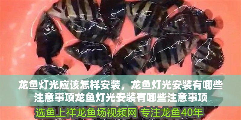 龍魚燈光應(yīng)該怎樣安裝，龍魚燈光安裝有哪些注意事項(xiàng)龍魚燈光安裝有哪些注意事項(xiàng)