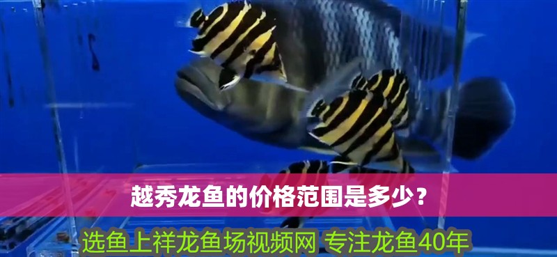 越秀龍魚的價格范圍是多少？
