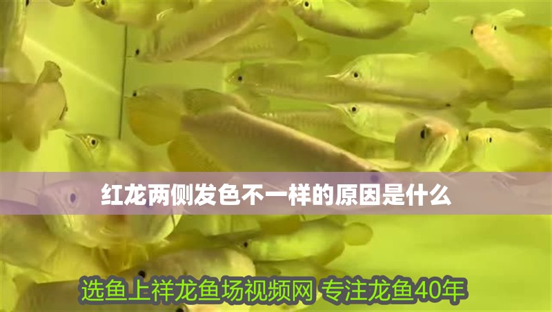 紅龍兩側(cè)發(fā)色不一樣的原因是什么