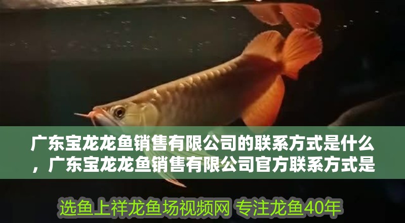 廣東寶龍龍魚銷售有限公司的聯系方式是什么，廣東寶龍龍魚銷售有限公司官方聯系方式是什么