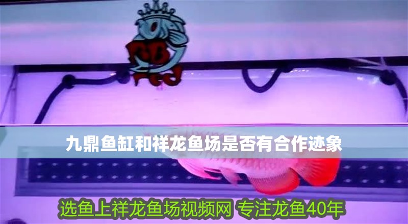 九鼎魚缸和祥龍魚場是否有合作跡象