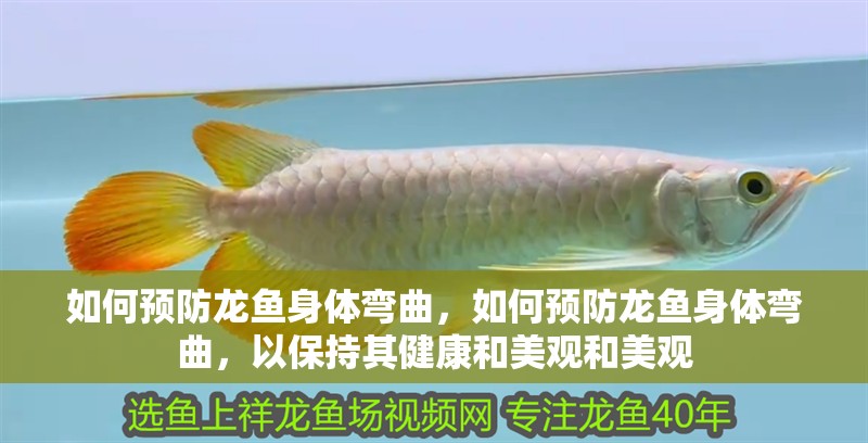 如何預防龍魚身體彎曲，如何預防龍魚身體彎曲，以保持其健康和美觀和美觀