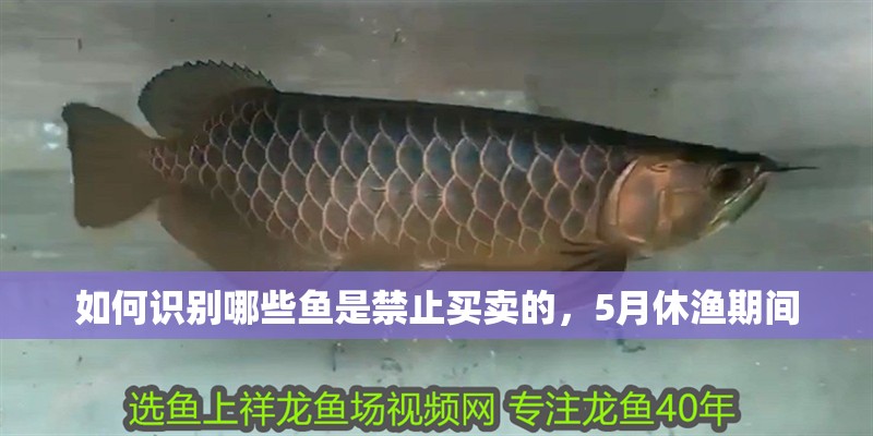如何識別哪些魚是禁止買賣的，5月休漁期間