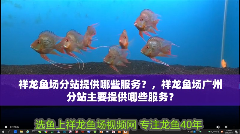 祥龍魚(yú)場(chǎng)分站提供哪些服務(wù)？，祥龍魚(yú)場(chǎng)廣州分站主要提供哪些服務(wù)？