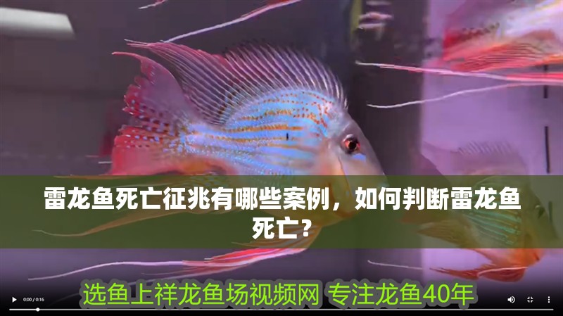 雷龍魚死亡征兆有哪些案例，如何判斷雷龍魚死亡？