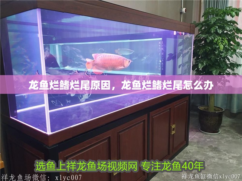 龍魚爛鰭爛尾原因，龍魚爛鰭爛尾怎么辦