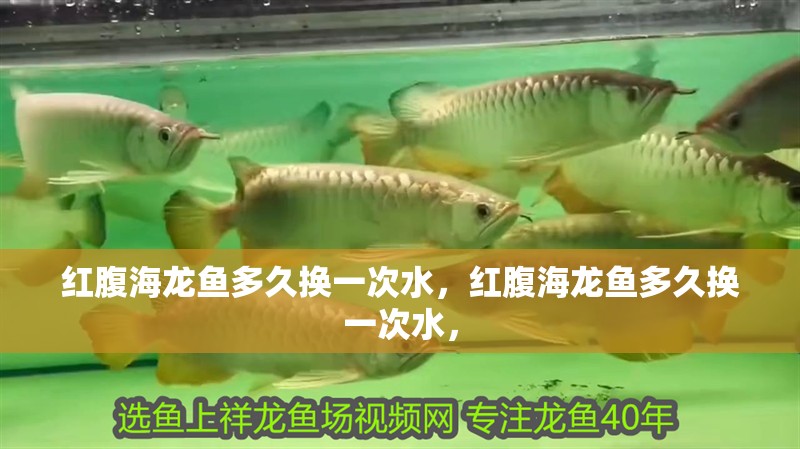 紅腹海龍魚多久換一次水，紅腹海龍魚多久換一次水，