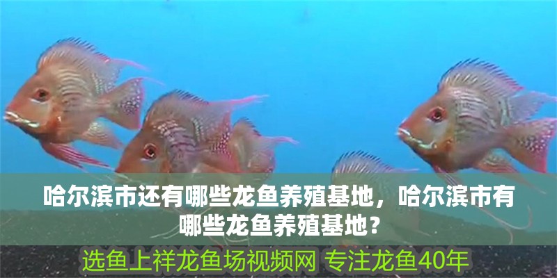 哈爾濱市還有哪些龍魚養殖基地，哈爾濱市有哪些龍魚養殖基地？