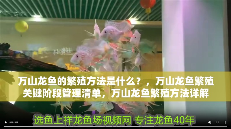 萬山龍魚的繁殖方法是什么？，萬山龍魚繁殖關鍵階段管理清單，萬山龍魚繁殖方法詳解