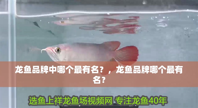 龍魚品牌中哪個最有名？，龍魚品牌哪個最有名？