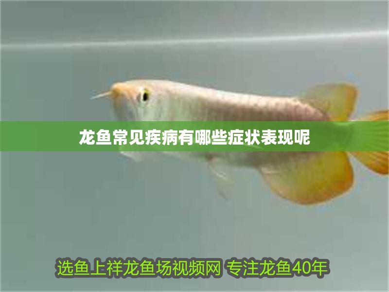 龍魚常見疾病有哪些癥狀表現呢