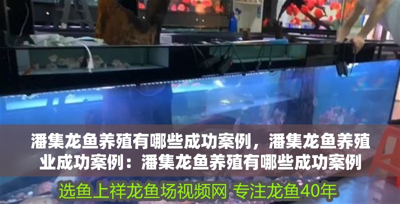 潘集龍魚養殖有哪些成功案例，潘集龍魚養殖業成功案例：潘集龍魚養殖有哪些成功案例