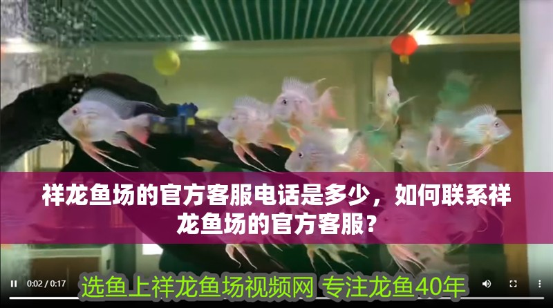 祥龍魚(yú)場(chǎng)的官方客服電話是多少，如何聯(lián)系祥龍魚(yú)場(chǎng)的官方客服？