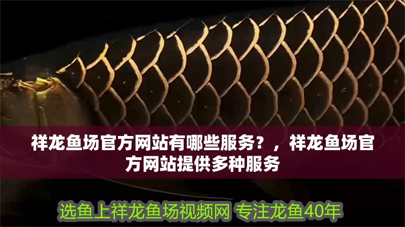 祥龍魚場(chǎng)官方網(wǎng)站有哪些服務(wù)？，祥龍魚場(chǎng)官方網(wǎng)站提供多種服務(wù)