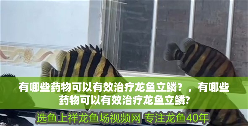 有哪些藥物可以有效治療龍魚立鱗？，有哪些藥物可以有效治療龍魚立鱗?