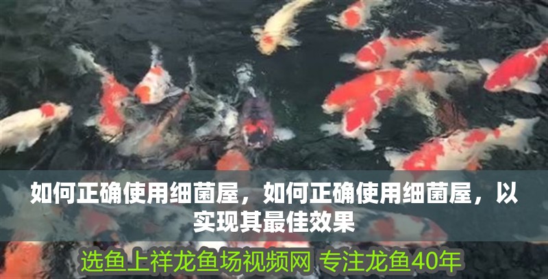 如何正確使用細菌屋，如何正確使用細菌屋，以實現其最佳效果