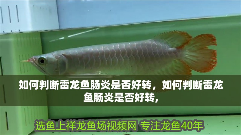 如何判斷雷龍魚腸炎是否好轉，如何判斷雷龍魚腸炎是否好轉,
