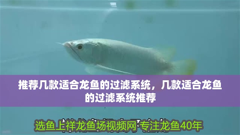 推薦幾款適合龍魚的過濾系統，幾款適合龍魚的過濾系統推薦