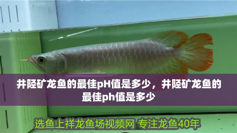 井陘礦龍魚的最佳pH值是多少，井陘礦龍魚的最佳ph值是多少