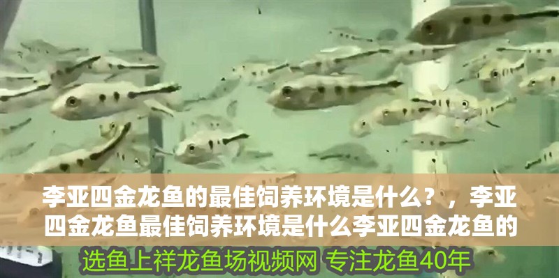 李亞四金龍魚的最佳飼養環境是什么？，李亞四金龍魚最佳飼養環境是什么李亞四金龍魚的最佳飼養環境是什么
