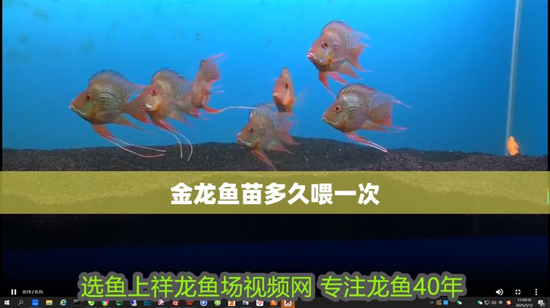 金龍魚苗多久喂一次