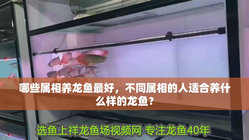 哪些屬相養(yǎng)龍魚(yú)最好，不同屬相的人適合養(yǎng)什么樣的龍魚(yú)？