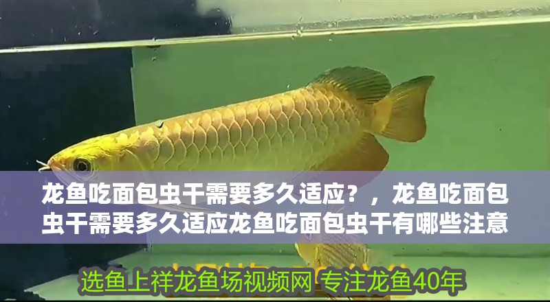 龍魚吃面包蟲干需要多久適應？，龍魚吃面包蟲干需要多久適應龍魚吃面包蟲干有哪些注意事項
