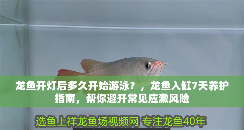 龍魚開燈后多久開始游泳？，龍魚入缸7天養(yǎng)護(hù)指南，幫你避開常見應(yīng)激風(fēng)險(xiǎn)