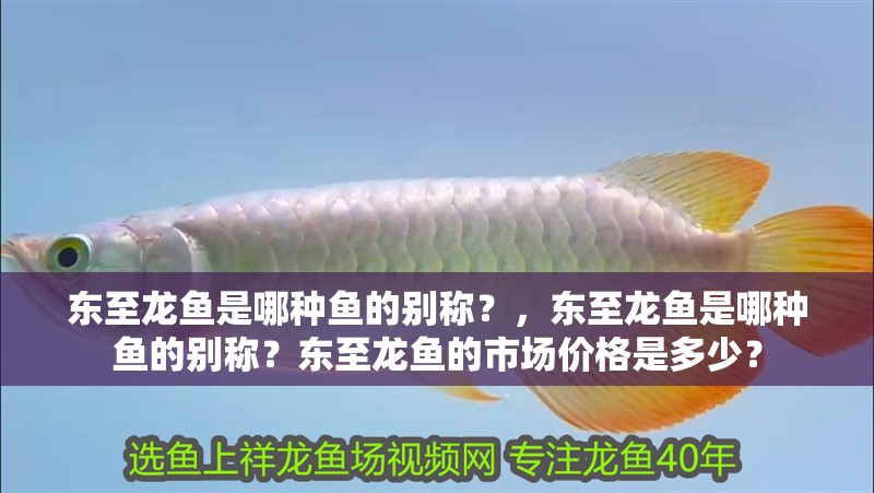 東至龍魚是哪種魚的別稱？，東至龍魚是哪種魚的別稱？東至龍魚的市場(chǎng)價(jià)格是多少？