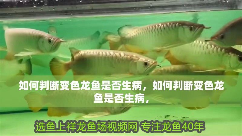 如何判斷變色龍魚是否生病，如何判斷變色龍魚是否生病，