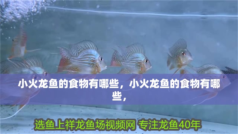 小火龍魚的食物有哪些，小火龍魚的食物有哪些，