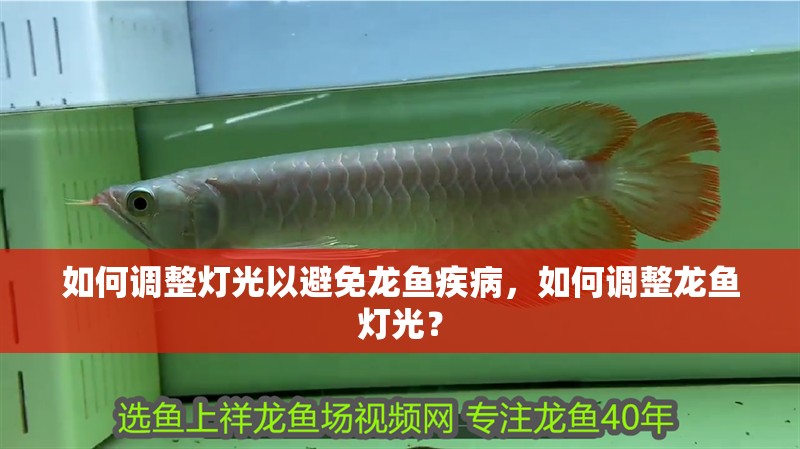 如何調整燈光以避免龍魚疾病，如何調整龍魚燈光？
