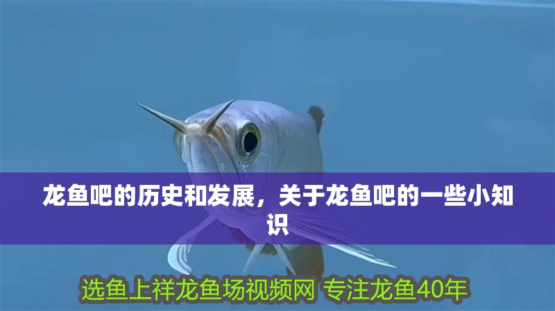 龍魚吧的歷史和發(fā)展，關(guān)于龍魚吧的一些小知識(shí)