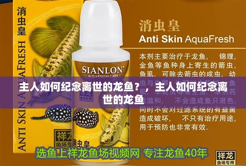 主人如何紀(jì)念離世的龍魚(yú)？，主人如何紀(jì)念離世的龍魚(yú)