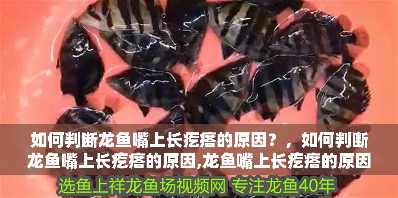 如何判斷龍魚嘴上長疙瘩的原因？，如何判斷龍魚嘴上長疙瘩的原因,龍魚嘴上長疙瘩的原因