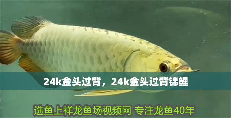 24k金頭過背，24k金頭過背錦鯉