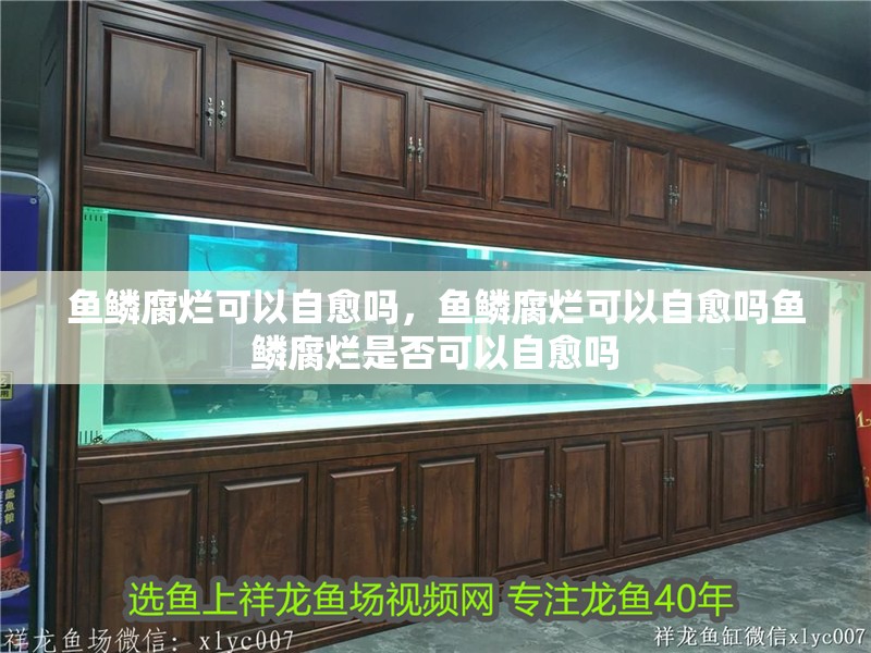 魚鱗腐爛可以自愈嗎，魚鱗腐爛可以自愈嗎魚鱗腐爛是否可以自愈嗎