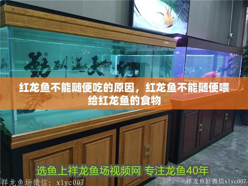 紅龍魚不能隨便吃的原因，紅龍魚不能隨便喂給紅龍魚的食物
