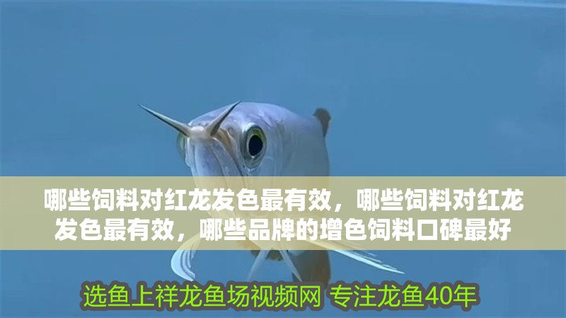 哪些飼料對紅龍發色最有效，哪些飼料對紅龍發色最有效，哪些品牌的增色飼料口碑最好