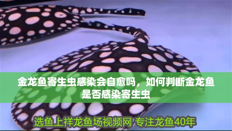 金龍魚寄生蟲感染會自愈嗎，如何判斷金龍魚是否感染寄生蟲