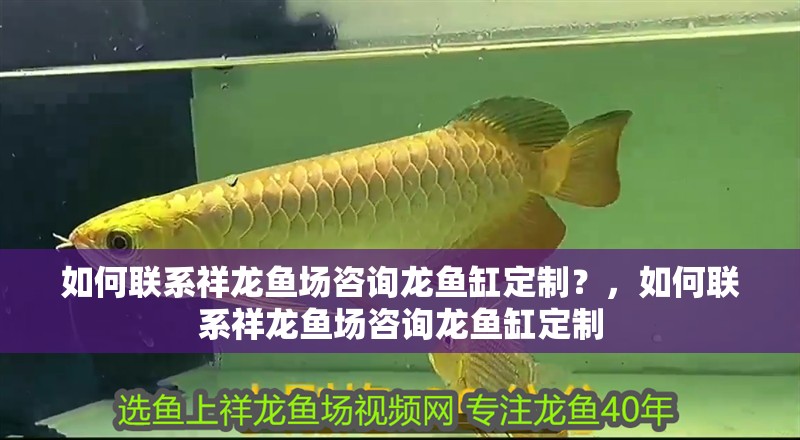 如何聯系祥龍魚場咨詢龍魚缸定制？，如何聯系祥龍魚場咨詢龍魚缸定制
