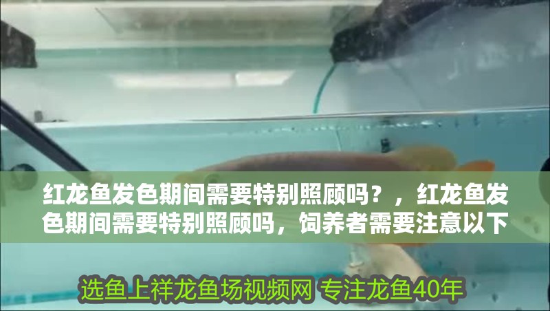 紅龍魚發色期間需要特別照顧嗎？，紅龍魚發色期間需要特別照顧嗎，飼養者需要注意以下幾點