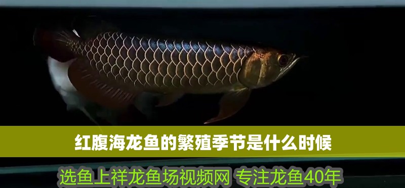 紅腹海龍魚的繁殖季節(jié)是什么時(shí)候